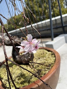 4月のお知らせ